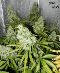 3 sour diesel
