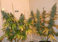 0 ECSD Amnesia