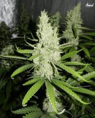 4 amnesia