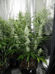 2 amnesia