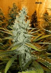 5 amnesia