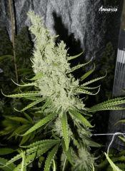 15 Amnesia