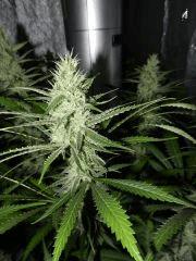 1 amnesia