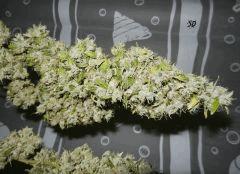3 Sour Diesel SD