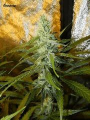 3 amnesia