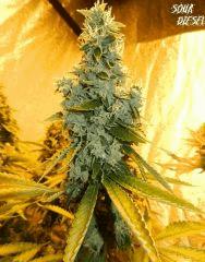 2 Sour Diesel