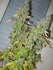 3 ECSD