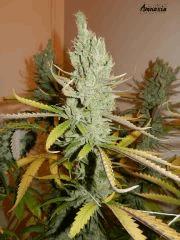 8 Amnesia