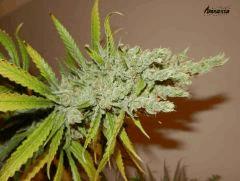 10 Amnesia