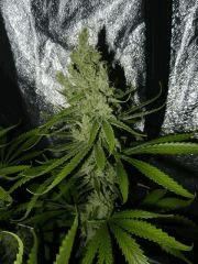 17 Amnesia