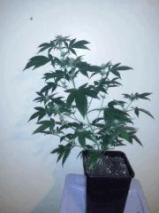 CAM00142