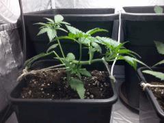 CAM00541