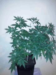 CAM00151