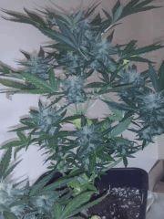 CAM00039[1]