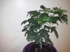CAM00133