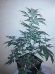CAM00147