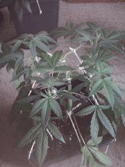 CAM00079[1]