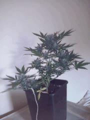 CAM00037[1]