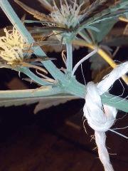 CAM00590