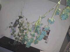 CAM00105[1]