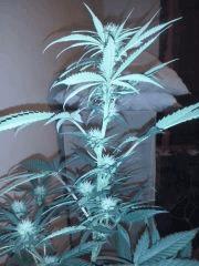 CAM00148