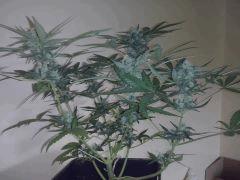 CAM00035[1]