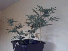 CAM00044[1]