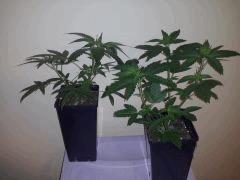 CAM00141