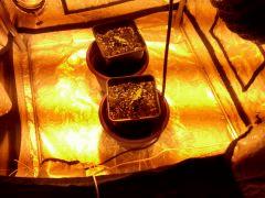 CAM00520
