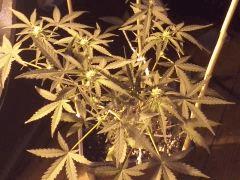 CAM00591