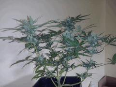CAM00034[1]