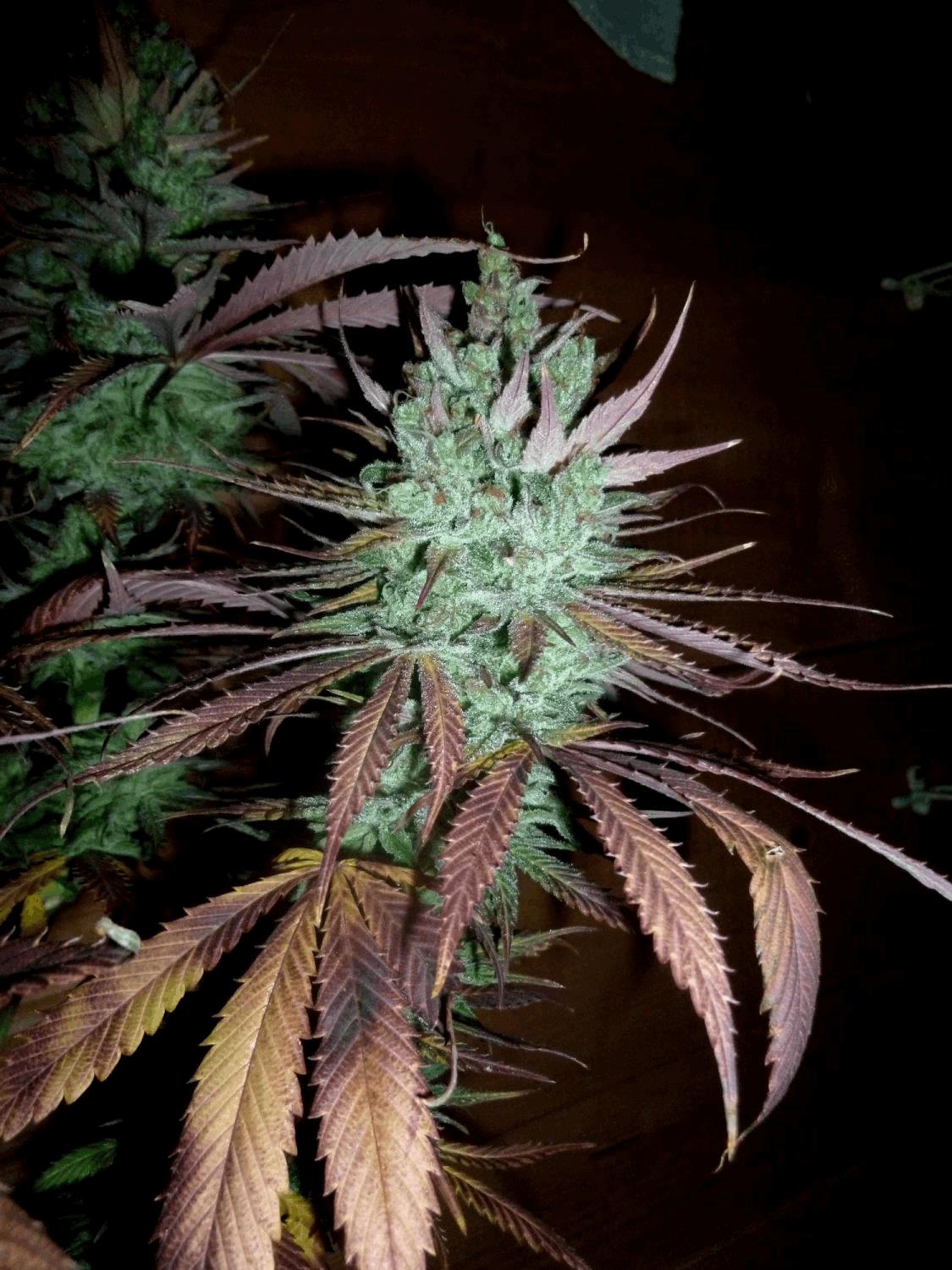 Plantes & Buds
