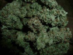 Moby Dick indoor