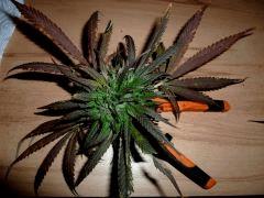 Holland Hope Outdoor