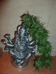 Bud Chronic