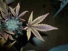 Blue Cheese