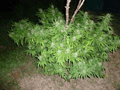 Durban Poison Outdoor