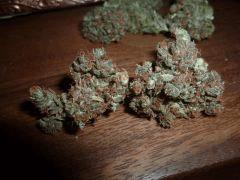 Critical Mass CBD indoor