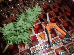 Apex Critical +