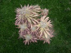 Purple Orange CBD Dinafem