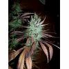 Purple Orange CBD Dinafem