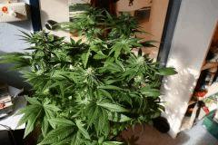 Bubba 5
