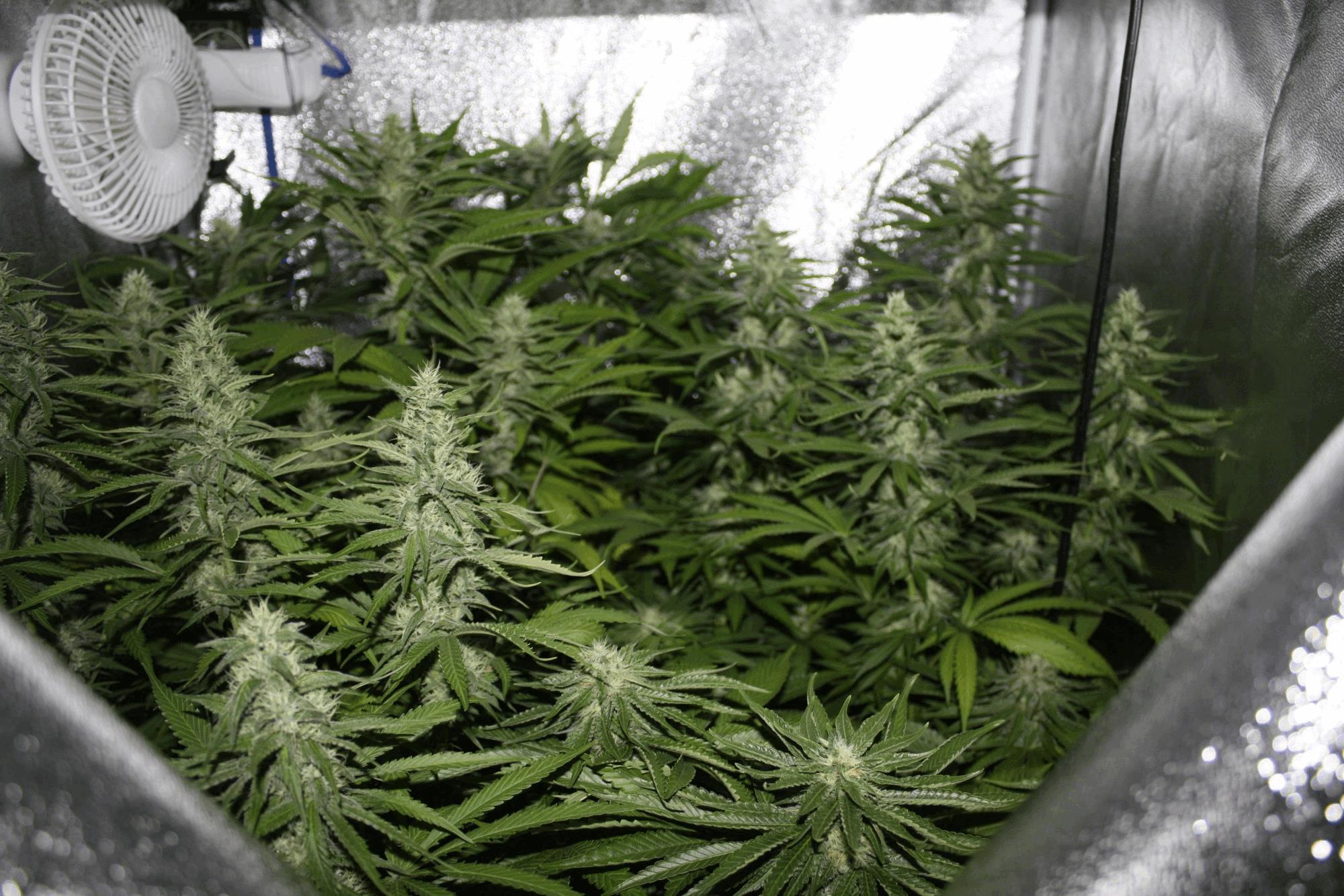 28/04 Blue Bubba night