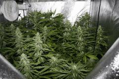 28/04 Blue Bubba night