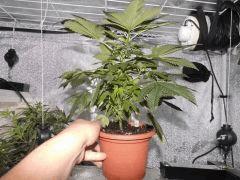 SuperBerry (Blueberry x Big Bud)