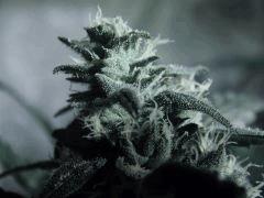 cheese helvetic seeds