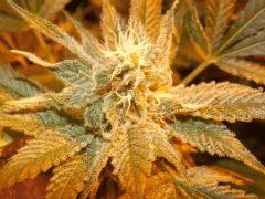 PeaceKeeper Helvetic Seeds