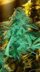 Cheese Helvetic Seeds
