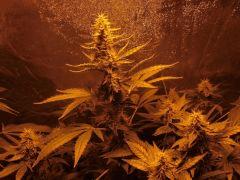 Super Skunk