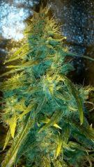 Stardust Helvetic Seeds
